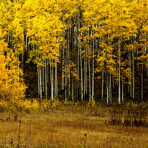 Aspen Grove