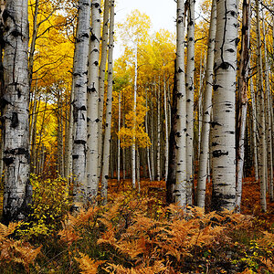 Aspen Ferns