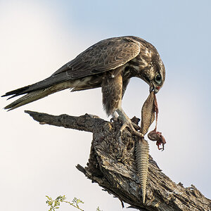 1021 Tal Chappar Laggar Falcon with kill.jpg