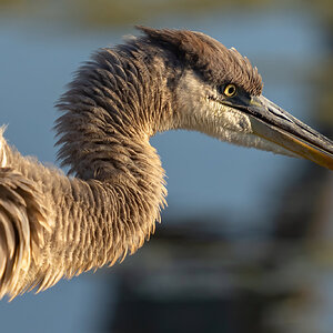 Heinz GBH-09870-D.jpg