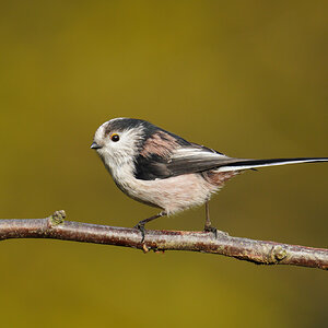 long-tailed-tit-2000px.jpg