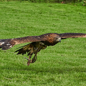birds of prey 1.jpg