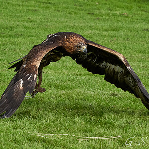 birds of prey 2.jpg