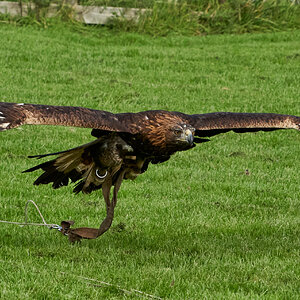 birds of prey 3.jpg