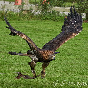 birds of prey 4.jpg