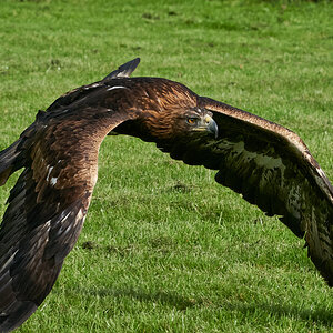 birds of prey 5.jpg