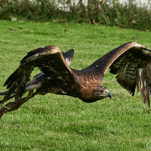 birds of prey 6.jpg