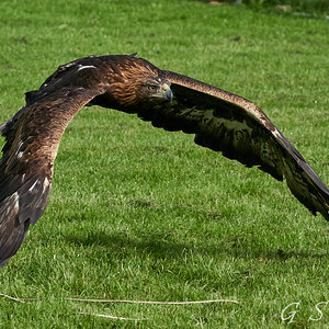 birds of prey 7.jpg