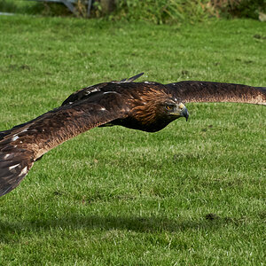 birds of prey 8.jpg