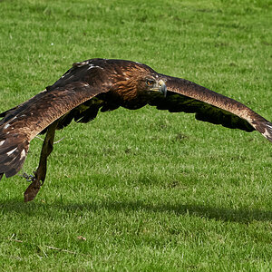 birds of prey 9.jpg