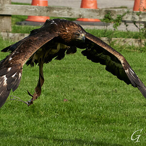 birds of prey 10.jpg