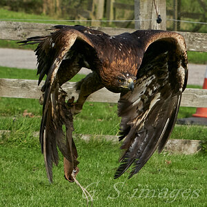 birds of prey 11.jpg