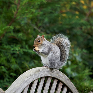 garden visitor squirrel 12.jpg