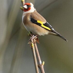 goldfinch.jpg