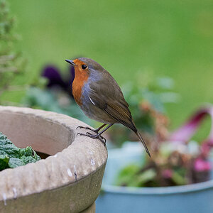 robins  a9 300 g 2.8 3.jpg