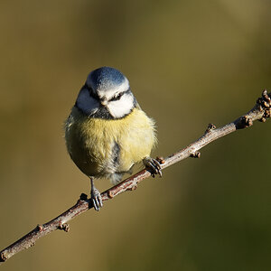 A little blue tit early one morning