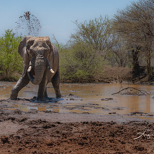 Mud Bath