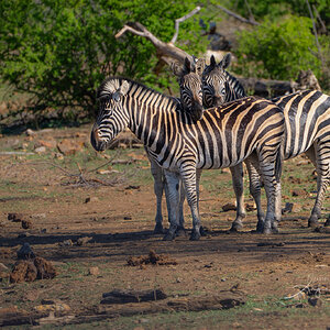 Sweet Zebras