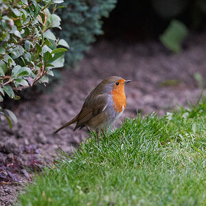 robins regular visitor 5.jpg