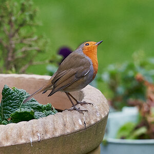 robin  regular 4.jpg