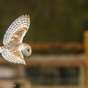 DSC06838-Edit-1.jpg
