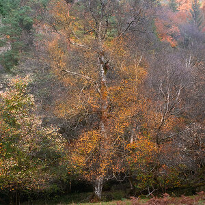 Autumn Birch