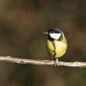 DSC09884-Great-Tit-3000px.jpg