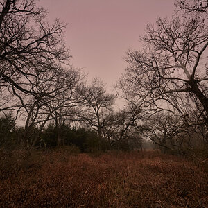 A pathway into the woods