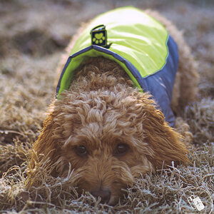 Frosty morning rest post run session