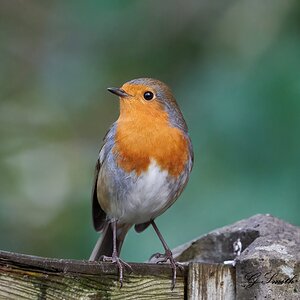 robin 2.jpg