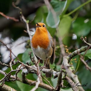 robin 3.jpg