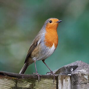 robin 4.jpg