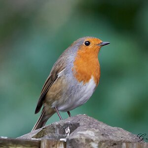 robin 5.jpg