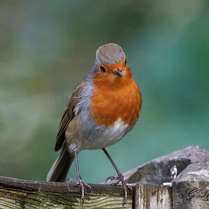 robin 7.jpg