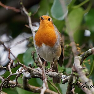 robin 8.jpg