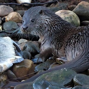 Otters 16-1-22 5 16x for laptop.jpg