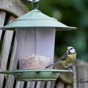 blue tit 7.jpg