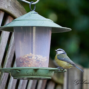 blue tit 6.jpg