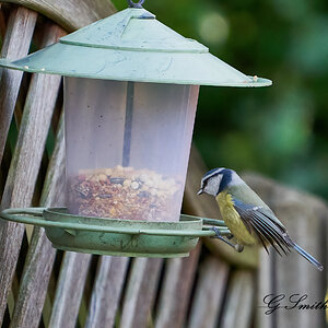 blue tit 10.jpg