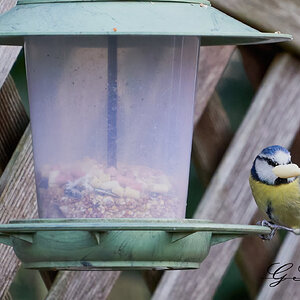 blue tit 8.jpg