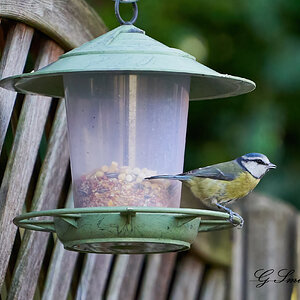 blue tit 4.jpg