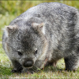Wombat 7r.jpg