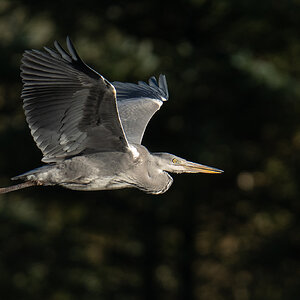 Heron-DSC00004-2048px.jpg