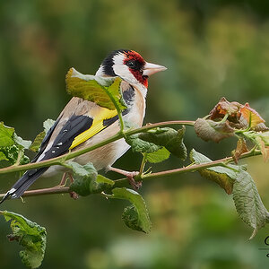 gold finch.jpg