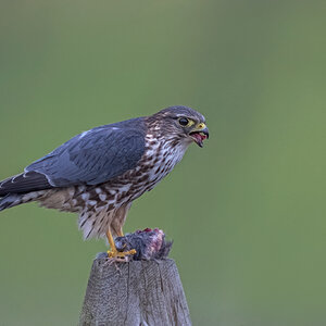Merlin-ROY-A1-3317.jpg