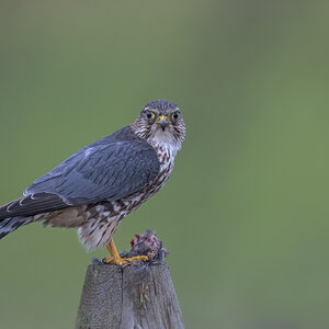 Merlin-ROY-A1-3417.jpg