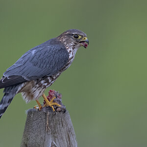 Merlin-ROY-A1-3760.jpg