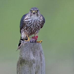 Merlin-ROY-A1-5620.jpg