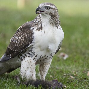 img-red-tailed-hawk-large-00009-Nov 08 2019.jpg