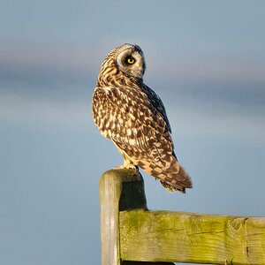 Owls -80-Edit-Edit-Edit-1.jpg